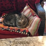 Jasmine_Portrait