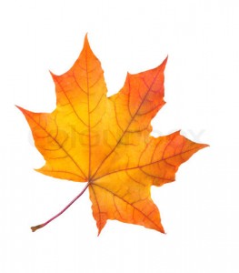 autumn maple leaf isolated on white background