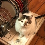 Willow sits on the dishwasher