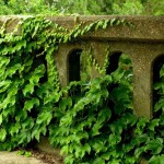 Kudzu_ The Invasive Vine that Ate the South