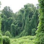 kudzu-online-pic